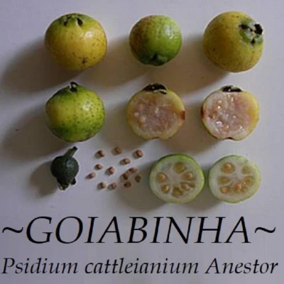 ~GOIABINHA~ Psidium cattleianium Anestor FRUIT TREE Live Potd med 12-24+in Plant - Image 1 of 4