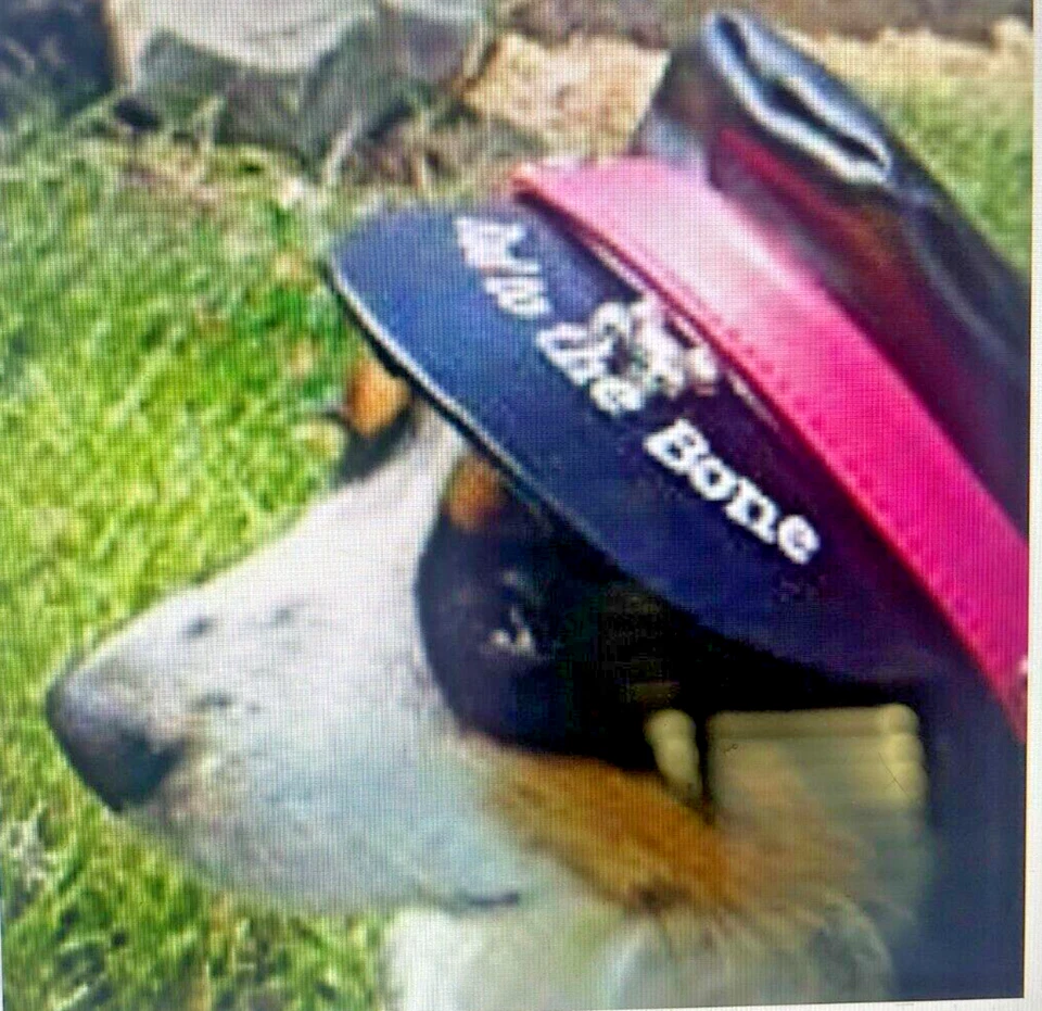 Sombrero de motociclista para perro "malo hasta los huesos" Foto 1 de 2