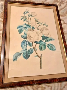 SUPERB LARGE ORIGINAL WATERCOLOR WHITE CABBAGE ROSES CA. 1830 SIGNED CLARKE - Picture 1 of 9