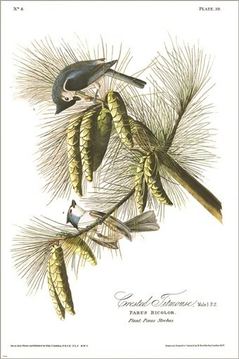 Póster artístico ilustración vintage Crested Titmouse de John James Audubon 20x30 Foto 1 de 1