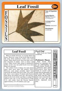 Leaf Fossil #31.10 - Fossils - Treasures Of The Earth Grolier Card - Picture 1 of 1