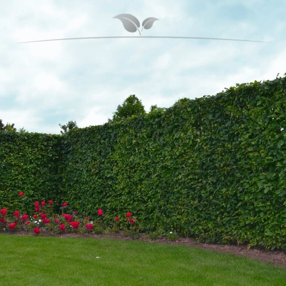 Hainbuche Carpinus betulus 150-175 cm. Ab 10 Buchen. Winterharte Heckenpflanzen - Bild 1 von 1