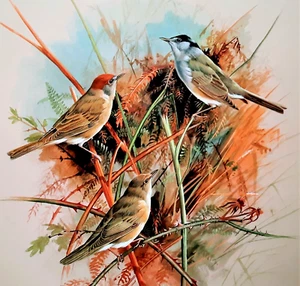 BLACKCAP and GARDEN WARBLER. 1960s PRINT OF A PAINTING BY BASIL EDE - Picture 1 of 2