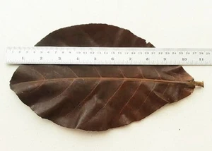 Shrimp Betta Discus Cichlid 7" x 30 Indian Almond Leaf Catappa Ketapang Leave - Picture 1 of 9