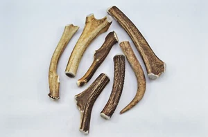 Scottish Stag Horn Antler Dog Chew Shed Sustainable Dog Antler-EXTRA LARGE - Picture 1 of 8