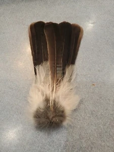 X Eurasian Jay Bird Full Tail Feathers JB14 - Picture 1 of 2