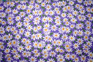 MARGARITAS BLANCAS SOBRE LAVANDA - TELA 100% ALGODÓN - Imagen 1 de 4