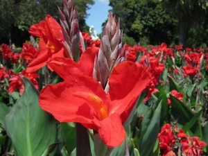 Red / Pink Canna Lily Seeds Texas Grown - Attracts Hummingbirds - Picture 1 of 3