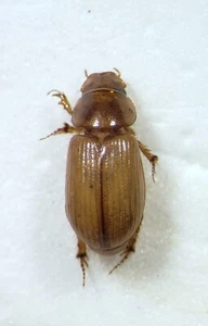 Dung Beetle: Aidophus parcus (Scarabaeidae) USA Coleoptera Insect - Picture 1 of 1