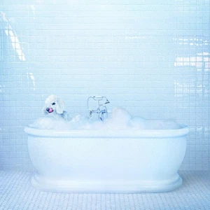 Frankie Cosmos Vessel CD SPCD1215 NEU - Bild 1 von 1