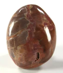 Madagascar Petrified Wood 1.2" x 1.5" Freeform Cabochon / Small Palm Stone (282) - Picture 1 of 2