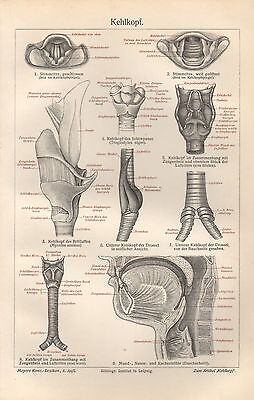 Anatomie Mensch HNO Kehlkopf Zungenbein Luftröhre Rachenhöhle  Lithographie 1906 • 9.12€