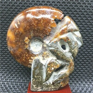 515g Handschnitzerei seltene natürliche Muschel Ammonit Fossil Exemplare MadagaskarsU971 - Bild 1 von 9