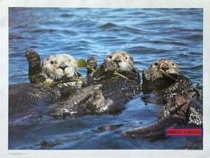 Sea Otters Vintage Fotografie Poster 19 x 25 - Bild 1 von 1