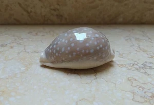 F Cypraea camelopardalis red sea shell Sharmiensis CLEAR DOTS 61.5mm F++++ - Picture 1 of 13