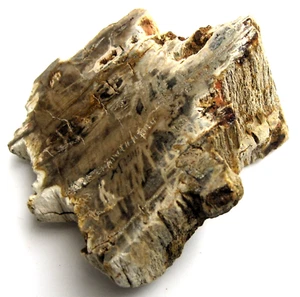 Versteinertes Holz Madagaskar 9,5 cm großes Stammstück eine Seite ist poliert - Bild 1 von 5