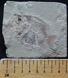 Stichocentrus 12 - Cretaceous Fossils directly from Lebanon - Picture 1 of 2