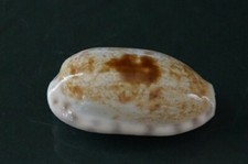 Cypraea teres 34.2mm GEM ,  slight CALLOUS body pattern WOW !!!!