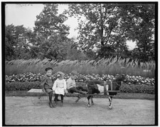 1905 Photo of A Goat team Highland Park Rochester N Y  t