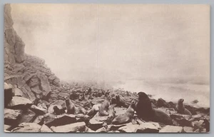 Alaska Fur-Seal Group, Museum CA Academy Sciences, Golden Gate Park, PC vintage - Foto 1 di 2
