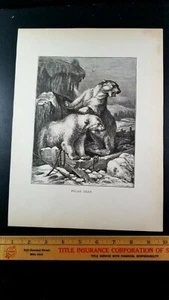 TWO POLAR BEARS ON COAST Authentic 19th Century 1885 LITHOGRAPH PRINT Specht - Picture 1 of 6
