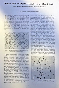 1906 Blutfleckenbeweise in der Kriminaluntersuchung illustriert - Bild 1 von 3
