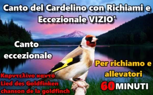 CANTO DEL CARDELLINO CON VIZIO DA OSCAR E RICHIAMI VARI CARDELLINO ITALIANO - Imagen 1 de 1