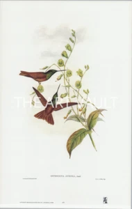 Colibríes John Gould Juego de 2 Diphogena Coeligena 14 1/4x22 1/2 - Imagen 1 de 2