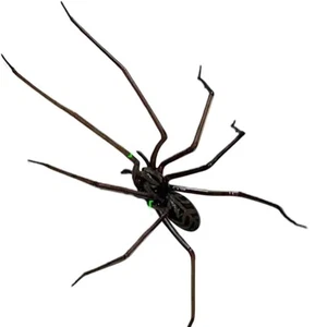  Fridge Magnet, Realistic  Magnets, Cute Spiders  Decorations for8672 - Bild 1 von 6