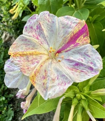 Wunderblume, Mirabilis jalapa Samen, farbenfroh, pflegeleicht und mehrjährig  - Bild 1 von 4