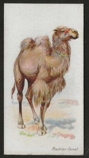 PLAYERS-WILD ANIMALS OF THE WORLD 1901 (WIDE BRANCH)-#04- BACTRIAN CAMEL