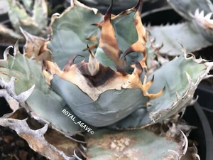 Agave titanota 'Falcon' Top Blue Clone - Big Spines -Very Rare!! - Picture 1 of 3