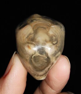SEA SHELL COWRIE FOSSIL, BARYCYPRAEA QUADRINODOSA, DE JAVA INDONESIA, 33 MM - Imagen 1 de 6