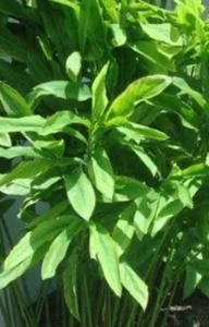 Ginger Rhizome: Organic : $35 For 5 Rhizomes: Free Postage - Bild 1 von 3