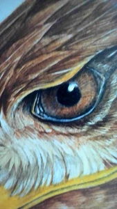 VTG Golden Eagle Original Painting Watercolor Wildlife Bird Signed Lithograph - Picture 1 of 21