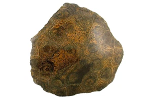 Cabina fósil de coral pulido Great Lakes de 215 gramos en bruto ES180/11224 - Imagen 1 de 4