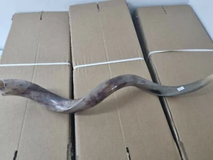 Hochwertiges jemenitisches Horn SHOFAR Kudu koscher polnisch 38" Israel + gratis Tasche neu - Bild 1 von 7