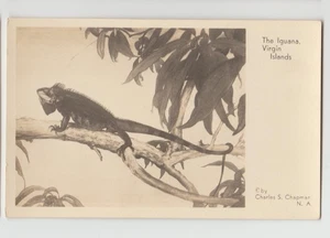The IGUNANA In A Tree St Thomas US Virgin Islands Art View Card Sepia Blank Back - Picture 1 of 2