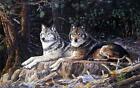 Terry Doughty Leaders Of The Pack Wolf Woves Art Print  25 X 165