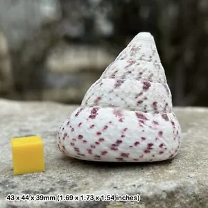 Troca Strawberry Seashell - Genuine Beach Shell for Art Projects & Collections - Picture 1 of 1