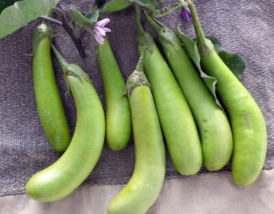 🌱 Heirloom Thai Long Green Eggplant Seeds 15+ - Image 1 of 3
