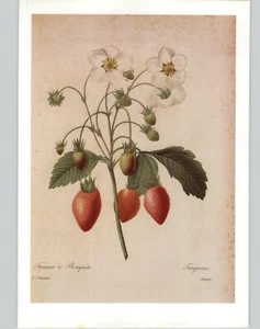 P. J. Redoute Fruit Fragaria Chiloensis Strawberry Botanical Art Book Plate 140 - Picture 1 of 5