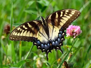 "Póster de mariposa amarilla y negra de dos colas, estampado fotográfico artístico (sin bordes) 19x13" - Imagen 1 de 1