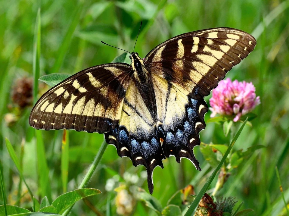 TWO TAILED YELLOW & BLACK BUTTERFLY, Photo Art Print (Borderless) Poster 19x13" - Image 1 of 1