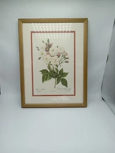 P.J. Redoute Print Rosa Noisettiana 1950's Antique Gold Frame 13” x 17" Vtg - Picture 1 of 2