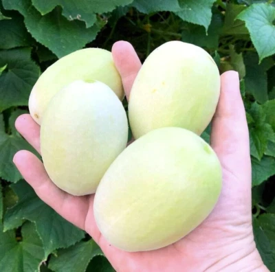 10 Dragon Egg Cucumber Seeds - Image 1 of 4