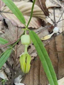 Ceropegia Sp. Tubero + certificato fitosanitario #4 - Foto 1 di 2