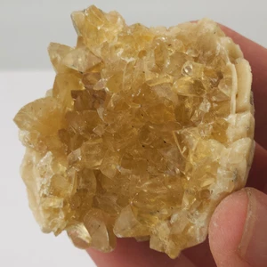 Ruck's Pit Calcite Clam Fossil - Mercenaria permagna - Ft. Drum, Florida - Picture 1 of 6