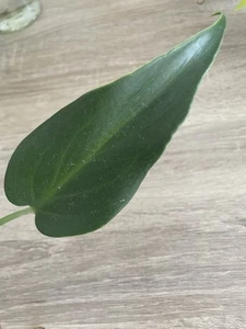 Monstera Burle Marx Flame | Collector | Rare | Cutting Roots | House Plant - Picture 1 of 11