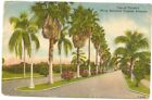 1956 PC; One of Florida&#39;s Many Beautiful Tropical Avenues